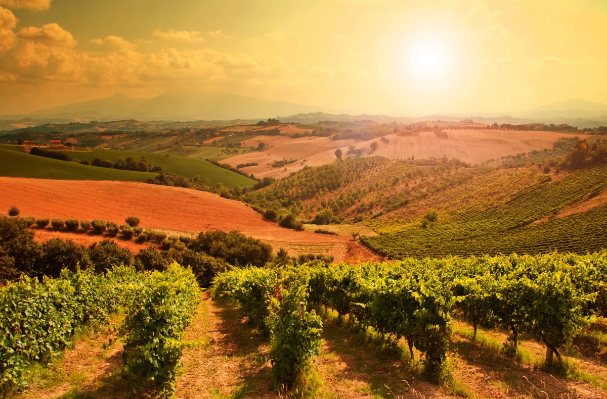 Vineyard in Tuscany. Wine festivals in Tuscany.
