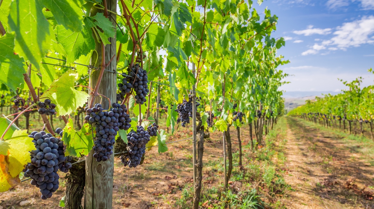 Grapes on a vineyard in Tuscany, Italy.